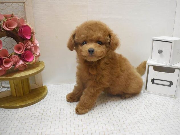 大阪府のトイプードル(トイ) (ペット・プラザ アミーゴ豊中服部店/2025年10月22日生まれ/男の子/レッドフォーン)の子犬の2枚目の画像