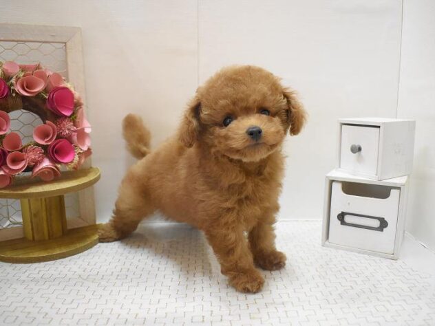 大阪府のトイプードル(トイ) (ペット・プラザ アミーゴ豊中服部店/2025年10月22日生まれ/男の子/レッドフォーン)の子犬の3枚目の画像