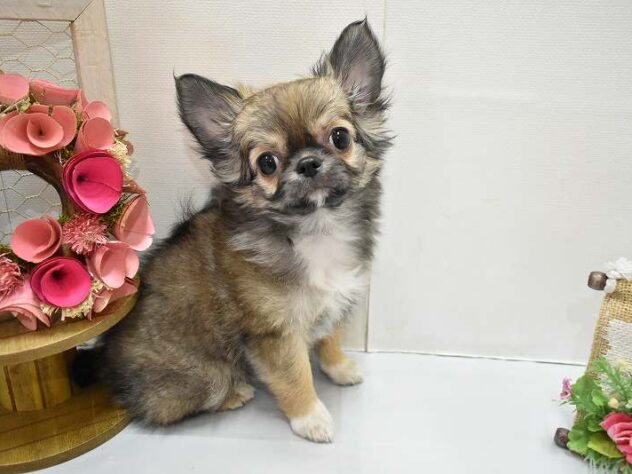 大阪府のチワワ(ロング) (ペット・プラザ アミーゴ豊中服部店/2025年11月2日生まれ/女の子/フォーンホワイト)の子犬の1枚目の画像