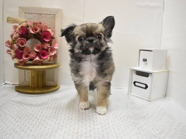 大阪府のチワワ(ロング) (ペット・プラザ アミーゴ豊中服部店/2025年11月2日生まれ/女の子/フォーンホワイト)の子犬の1枚目の画像