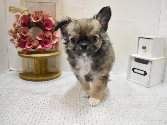 大阪府のチワワ(ロング) (ペット・プラザ アミーゴ豊中服部店/2025年11月2日生まれ/女の子/フォーンホワイト)の子犬の2枚目の画像