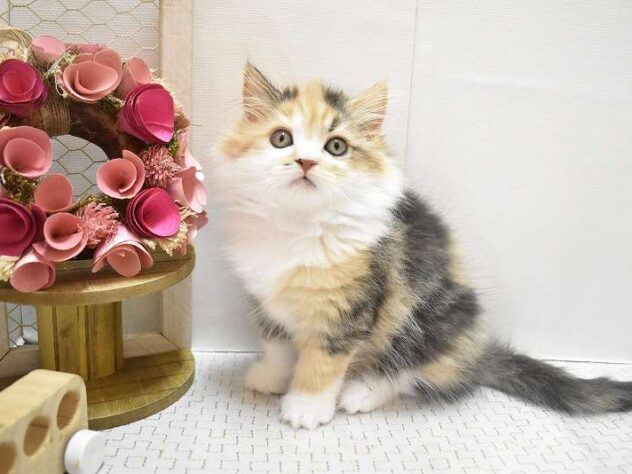 大阪府のスコティッシュフォールド (ペット・プラザ アミーゴ豊中服部店/2025年10月26日生まれ/女の子/ブラウンパッチドタビーホワイト)の子猫の1枚目の画像