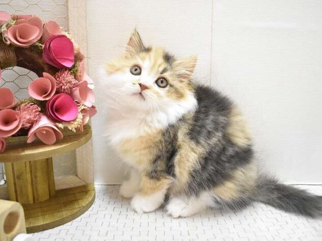 大阪府のスコティッシュフォールド (ペット・プラザ アミーゴ豊中服部店/2025年10月26日生まれ/女の子/ブラウンパッチドタビーホワイト)の子猫の2枚目の画像