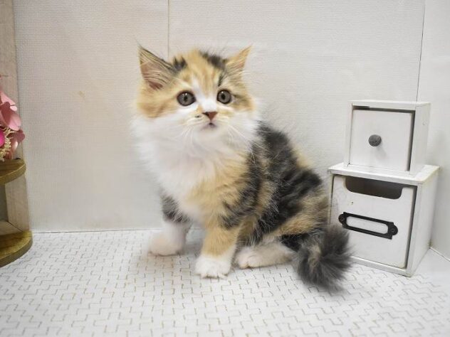 大阪府のスコティッシュフォールド (ペット・プラザ アミーゴ豊中服部店/2025年10月26日生まれ/女の子/ブラウンパッチドタビーホワイト)の子猫の3枚目の画像