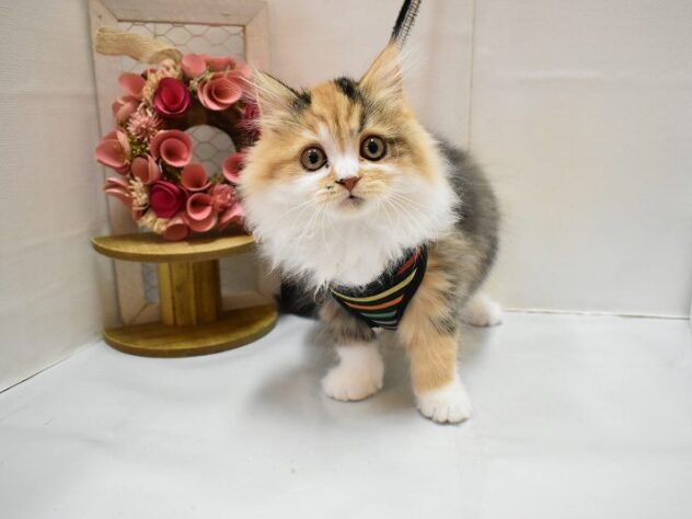 大阪府のスコティッシュフォールド (ペット・プラザ アミーゴ豊中服部店/2025年10月26日生まれ/女の子/ブラウンパッチドタビーホワイト)の子猫の1枚目の画像