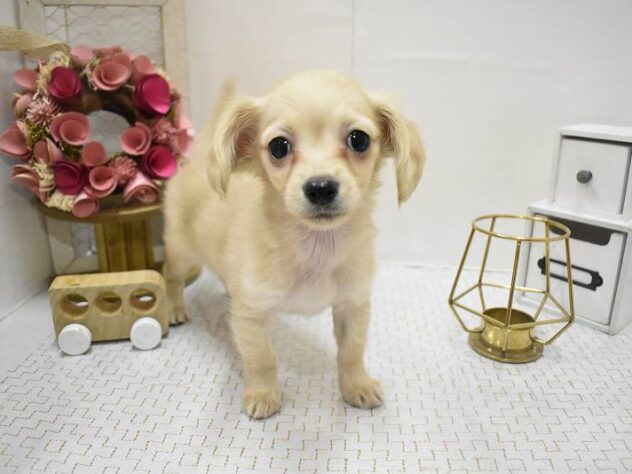 大阪府のチワックス(チワワ×ダックス) (ペット・プラザ アミーゴ豊中服部店/2025年10月26日生まれ/女の子/クリーム)の子犬の2枚目の画像