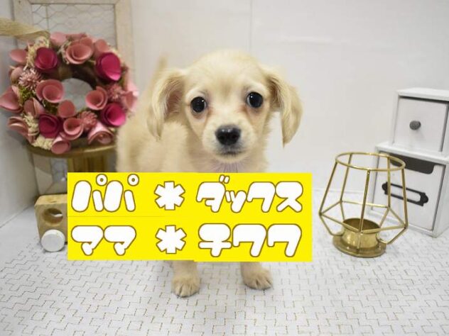 大阪府のチワックス(チワワ×ダックス) (ペット・プラザ アミーゴ豊中服部店/2025年10月26日生まれ/女の子/クリーム)の子犬の1枚目の画像