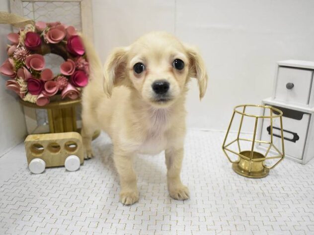 大阪府のチワックス(チワワ×ダックス) (ペット・プラザ アミーゴ豊中服部店/2025年10月26日生まれ/女の子/クリーム)の子犬の3枚目の画像