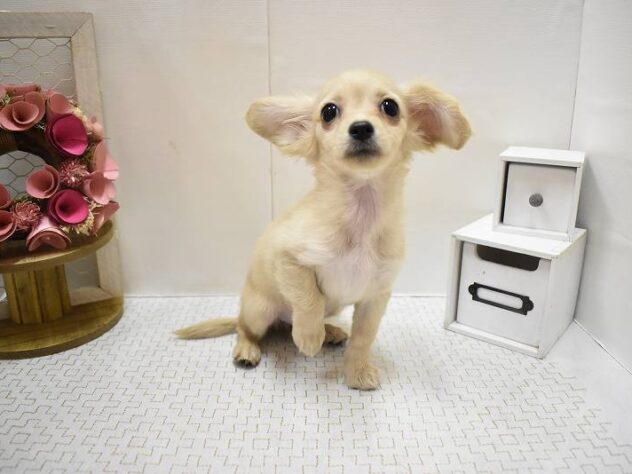 大阪府のチワックス(チワワ×ダックス) (ペット・プラザ アミーゴ豊中服部店/2025年10月26日生まれ/女の子/クリーム)の子犬の2枚目の画像