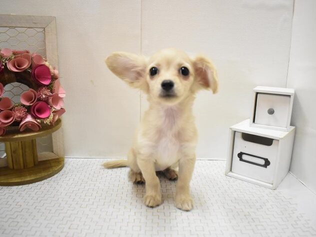 大阪府のチワックス(チワワ×ダックス) (ペット・プラザ アミーゴ豊中服部店/2025年10月26日生まれ/女の子/クリーム)の子犬の3枚目の画像