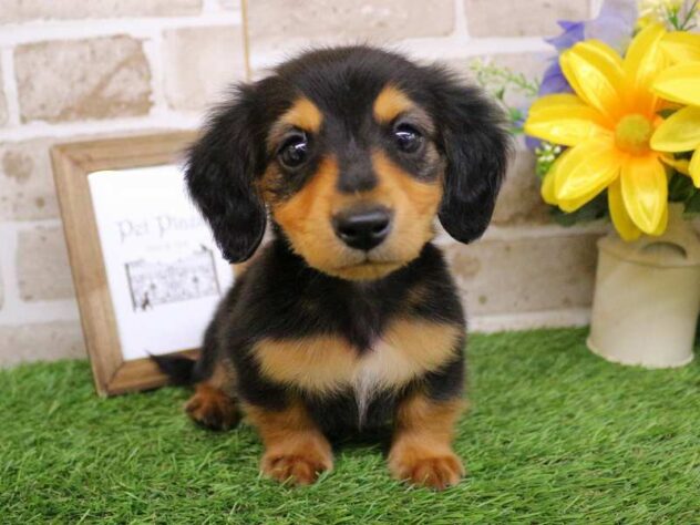 兵庫県のミニチュアダックスフンド(ロング) (ペット・プラザ アミーゴ神戸西店/2025年10月29日生まれ/男の子/ブラックタン)の子犬の2枚目の画像