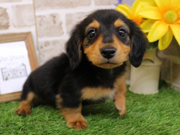 兵庫県のミニチュアダックスフンド(ロング) (ペット・プラザ アミーゴ神戸西店/2025年10月29日生まれ/男の子/ブラックタン)の子犬の1枚目の画像