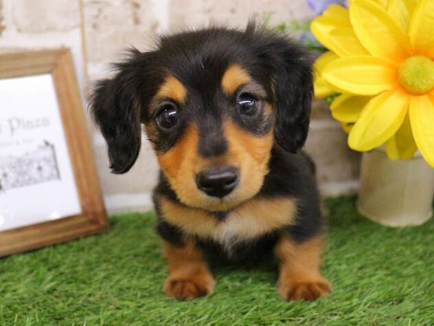 兵庫県のミニチュアダックスフンド(ロング) (ペット・プラザ アミーゴ神戸西店/2025年10月29日生まれ/男の子/ブラックタン)の子犬の4枚目の画像