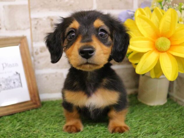 兵庫県のミニチュアダックスフンド(ロング) (ペット・プラザ アミーゴ神戸西店/2025年10月29日生まれ/男の子/ブラックタン)の子犬の3枚目の画像