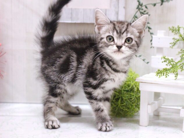 兵庫県のアメリカンショートヘアー (ペット・プラザ アミーゴ加古川店/2025年10月19日生まれ/男の子/シルバータビー)の子猫の2枚目の画像