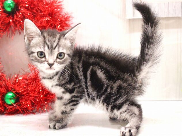 兵庫県のアメリカンショートヘアー (ペット・プラザ アミーゴ加古川店/2025年10月19日生まれ/男の子/シルバータビー)の子猫の3枚目の画像