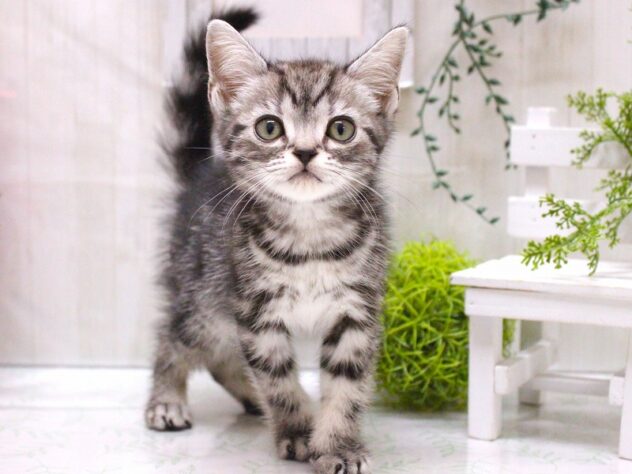 兵庫県のアメリカンショートヘアー (ペット・プラザ アミーゴ加古川店/2025年10月19日生まれ/男の子/シルバータビー)の子猫の4枚目の画像