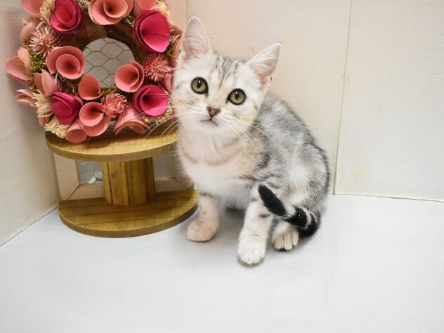 大阪府のアメリカンショートヘアー (ペット・プラザ アミーゴ豊中服部店/2025年10月19日生まれ/女の子/シルバータビー)の子猫の1枚目の画像