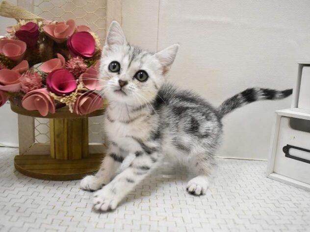 大阪府のアメリカンショートヘアー (ペット・プラザ アミーゴ豊中服部店/2025年10月19日生まれ/女の子/シルバータビー)の子猫の1枚目の画像