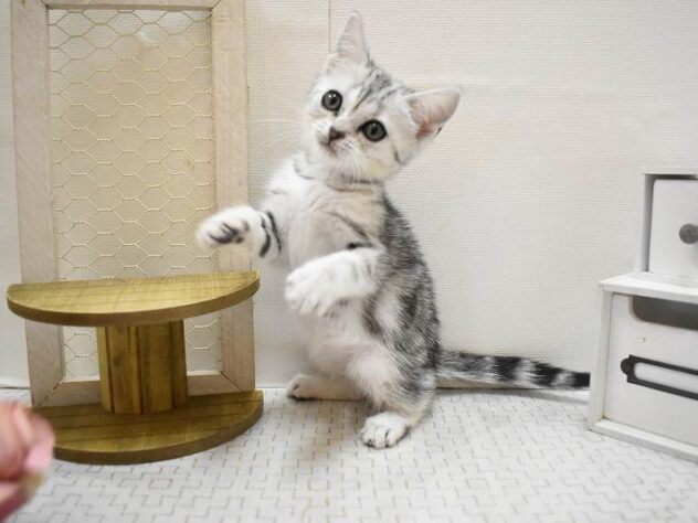 大阪府のアメリカンショートヘアー (ペット・プラザ アミーゴ豊中服部店/2025年10月19日生まれ/女の子/シルバータビー)の子猫の3枚目の画像