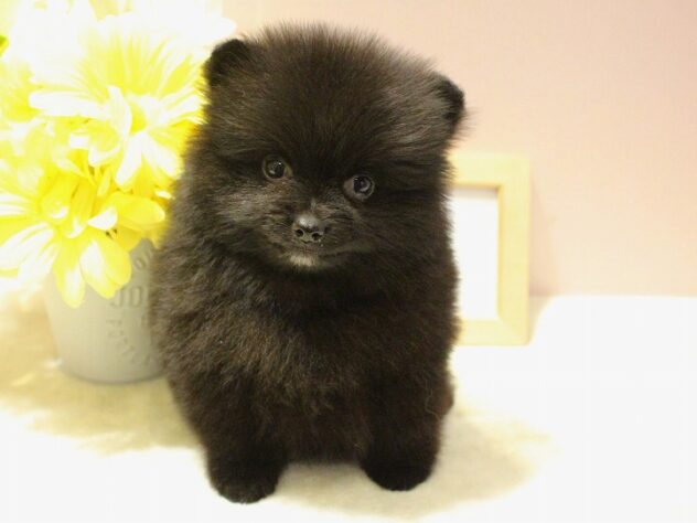 兵庫県のポメラニアン (ペット・プラザ アミーゴ明石魚住店/2025年10月31日生まれ/男の子/ブラック)の子犬の2枚目の画像