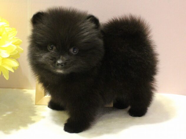 兵庫県のポメラニアン (ペット・プラザ アミーゴ明石魚住店/2025年10月31日生まれ/男の子/ブラック)の子犬の3枚目の画像