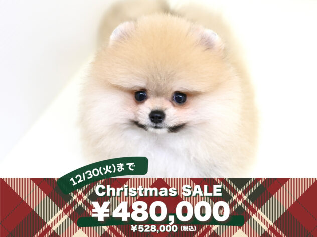 岡山県のポメラニアン (アミーゴ大安寺店/2025年5月16日生まれ/女の子/ウルフセーブル)の子犬の1枚目の画像