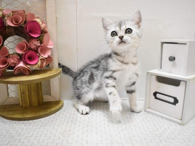 大阪府のアメリカンショートヘアー (ペット・プラザ アミーゴ豊中服部店/2025年10月19日生まれ/女の子/シルバータビー)の子猫の2枚目の画像