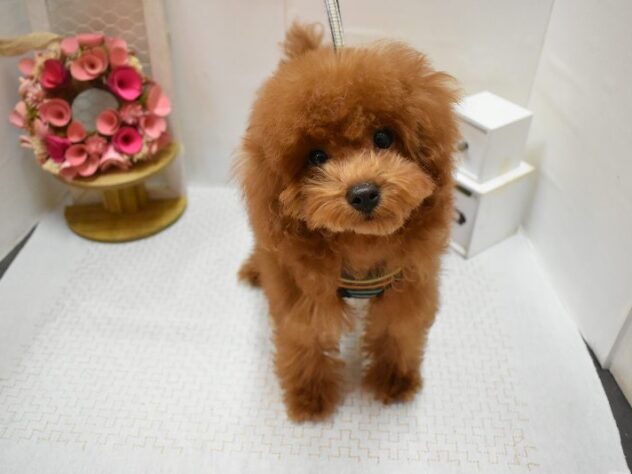 大阪府のトイプードル(トイ) (ペット・プラザ アミーゴ豊中服部店/2025年11月24日生まれ/女の子/レッド)の子犬の1枚目の画像