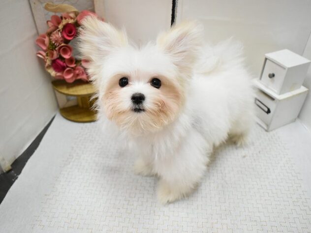 大阪府のポメマル/マルポメ(ポメラニアン×マルチーズ) (ペット・プラザ アミーゴ豊中服部店/2025年12月15日生まれ/男の子/ホワイトクリーム)の子犬の2枚目の画像