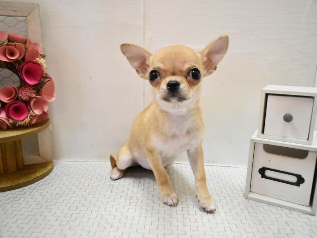 大阪府のチワワ(ロング) (ペット・プラザ アミーゴ豊中服部店/2025年12月7日生まれ/女の子/フォーン)の子犬の2枚目の画像