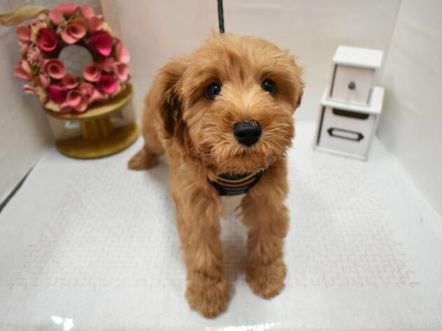 大阪府のシュナプー(シュナウザー×プードル) (ペット・プラザ アミーゴ豊中服部店/2025年12月23日生まれ/男の子/レッド)の子犬の2枚目の画像