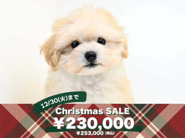 岡山県のハーフ犬・ミックス犬 (アミーゴ大安寺店/2025年8月26日生まれ/女の子/クリーム)の子犬の1枚目の画像