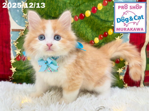 広島県のサイベリアン (アミーゴ大町店/2025年10月9日生まれ/男の子/レッドタビーホワイト)の子猫の2枚目の画像