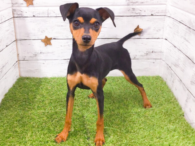 愛知県のミニチュアピンシャー (アミーゴ知立店/2025年8月2日生まれ/女の子/ブラックタン)の子犬の1枚目の画像