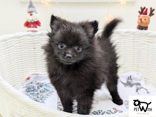 福島県のポメラニアン (アミーゴ会津若松店/2025年10月21日生まれ/男の子/01 ブラック系)の子犬