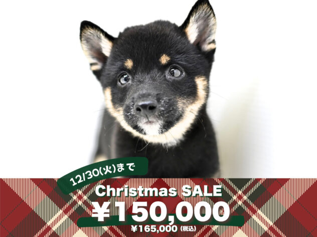 岡山県の豆柴 (アミーゴ大安寺店/2025年8月7日生まれ/女の子/黒)の子犬の1枚目の画像