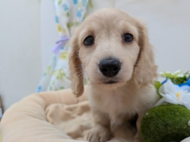 栃木県のミニチュアダックスフンド(ロング) (アミーゴ宇都宮簗瀬店/2025年10月8日生まれ/女の子/イエロー)の子犬