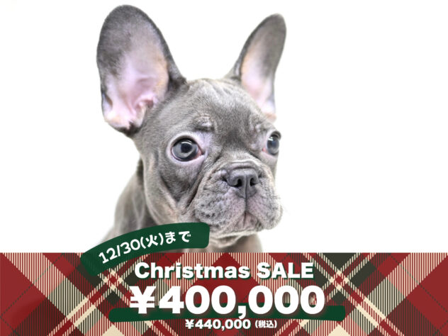 岡山県のフレンチブルドッグ (アミーゴ大安寺店/2025年5月12日生まれ/女の子/ブルータン)の子犬の1枚目の画像