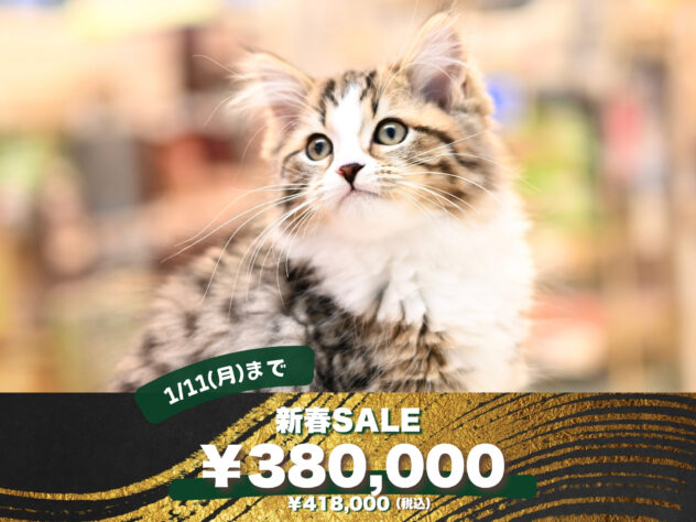 岡山県のサイベリアン (アミーゴ大安寺店/2025年8月29日生まれ/女の子/ブラウンマッカレルタビーホワイト)の子猫の1枚目の画像