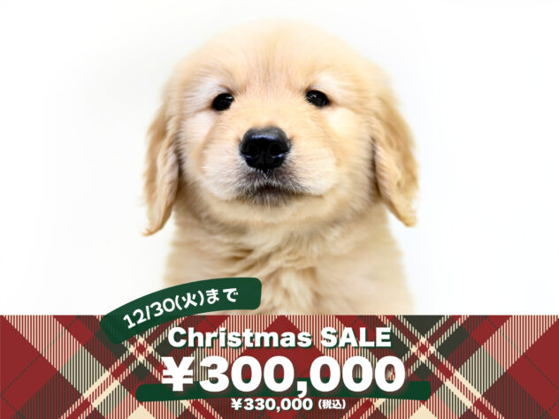 岡山県のゴールデンレトリバー (アミーゴ大安寺店/2025年9月2日生まれ/男の子/ゴールド)の子犬の1枚目の画像