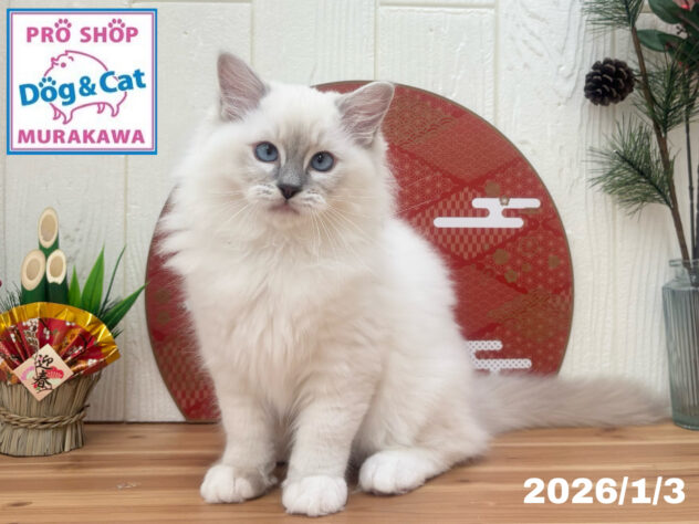 広島県のラグドール (アミーゴ大町店/2025年10月2日生まれ/女の子/ブルーリンクスポイントミテッド)の子猫の1枚目の画像