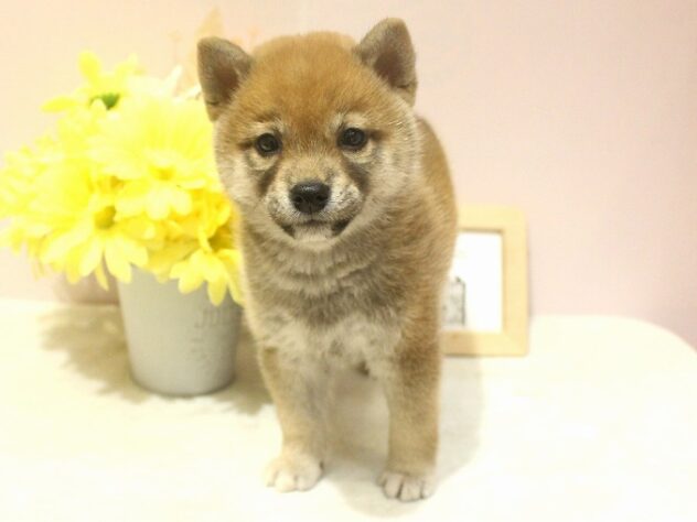 兵庫県の柴犬(標準サイズ) (ペット・プラザ アミーゴ明石魚住店/2025年10月25日生まれ/女の子/赤)の子犬の2枚目の画像