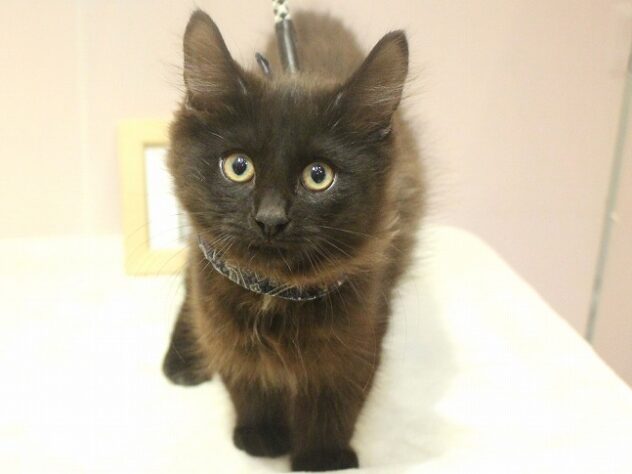 兵庫県のノルウェージャンフォレストキャット (ペット・プラザ アミーゴ明石魚住店/2025年10月10日生まれ/男の子/ブラックスモーク)の子猫の2枚目の画像