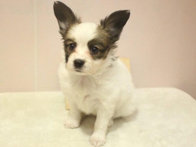 兵庫県のパピヨン (ペット・プラザ アミーゴ明石魚住店/2025年10月19日生まれ/女の子/ホワイトブラウン)の子犬の3枚目の画像