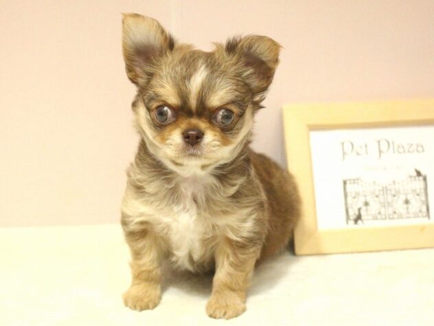 兵庫県のチワワ(ロング) (ペット・プラザ アミーゴ明石魚住店/2025年10月22日生まれ/男の子/チョコレートフォーン)の子犬の3枚目の画像