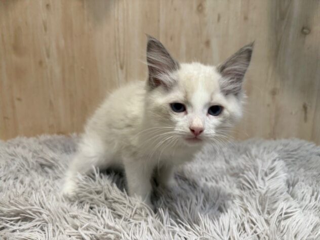 茨城県のラグドール (アミーゴ神栖店/2025年9月30日生まれ/男の子/ブルーポイントバイカラー)の子猫