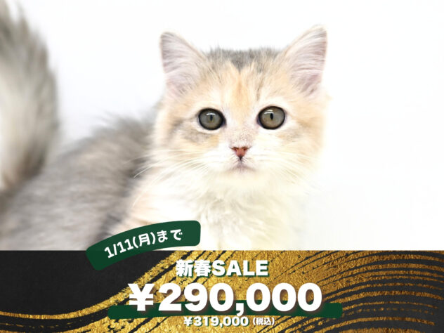 岡山県のサイベリアン (アミーゴ大安寺店/2025年9月10日生まれ/女の子/ブルーパッチドタビー)の子猫の1枚目の画像