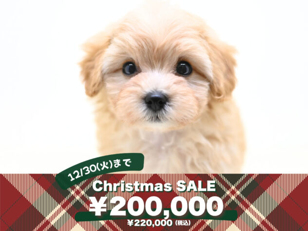 岡山県のハーフ犬・ミックス犬 (アミーゴ中庄店/2025年9月8日生まれ/男の子/クリーム)の子犬