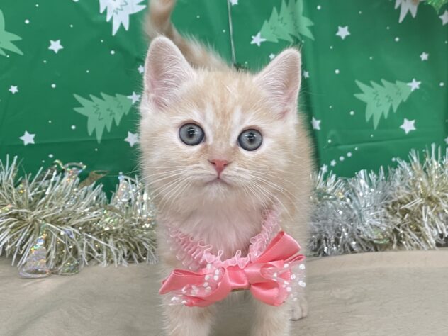 山形県のマンチカン (アミーゴ酒田店/2025年10月13日生まれ/女の子/レッドタビー)の子猫の2枚目の画像